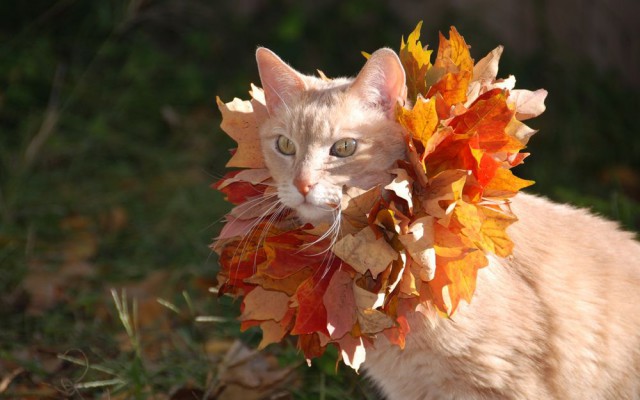 Коты и Кошки