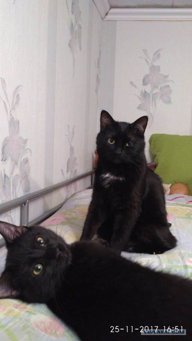 Котовторник  05.12.2017