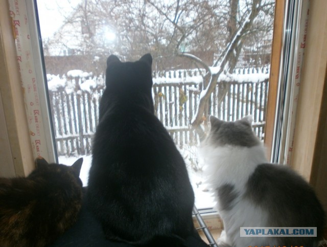 Котовторник 27.03.2018