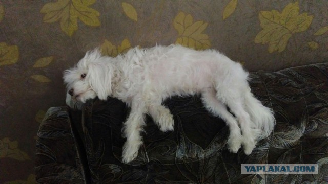 Сошёл снег - дерьмо появилось.