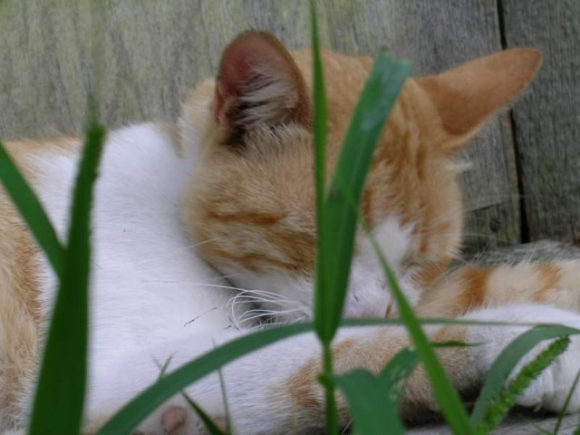 Прикольные коты на среду! ОЧЕНЬ МНОГО! Часть 2