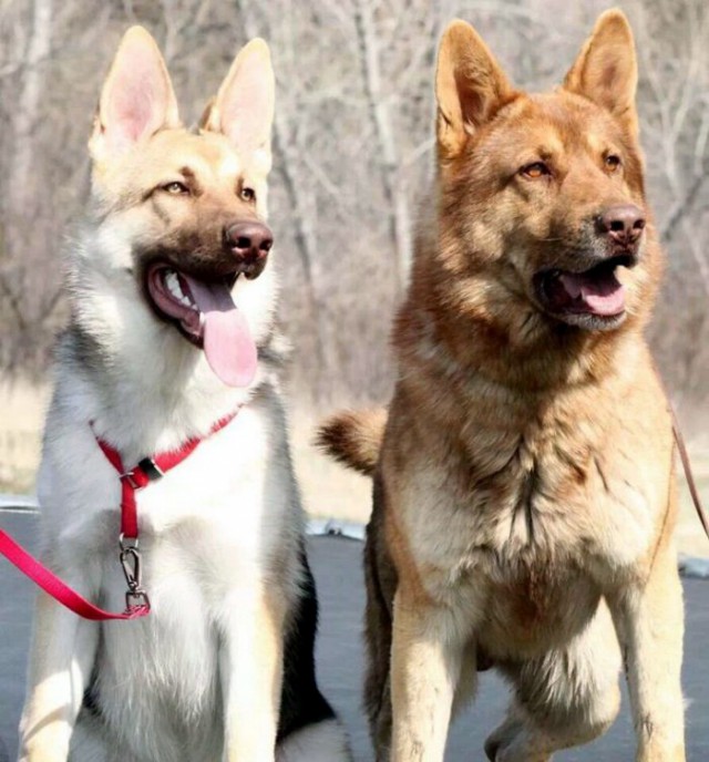 Живность из сети