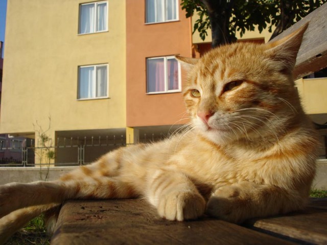 Просто Котовторник