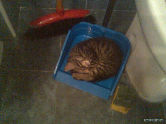 Котовторник в интересном ракурсе...