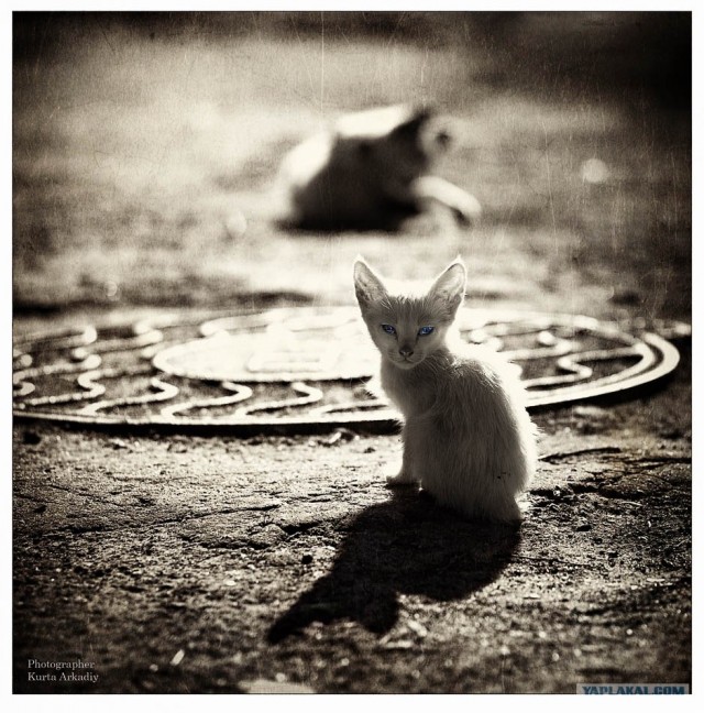Котятовторник