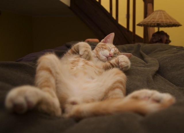 Котейкин вторник! Космический 12.04!