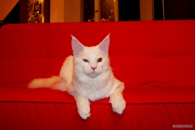 Сонный Котовторник