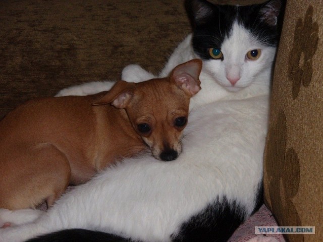 Котовторник 20.12.2011