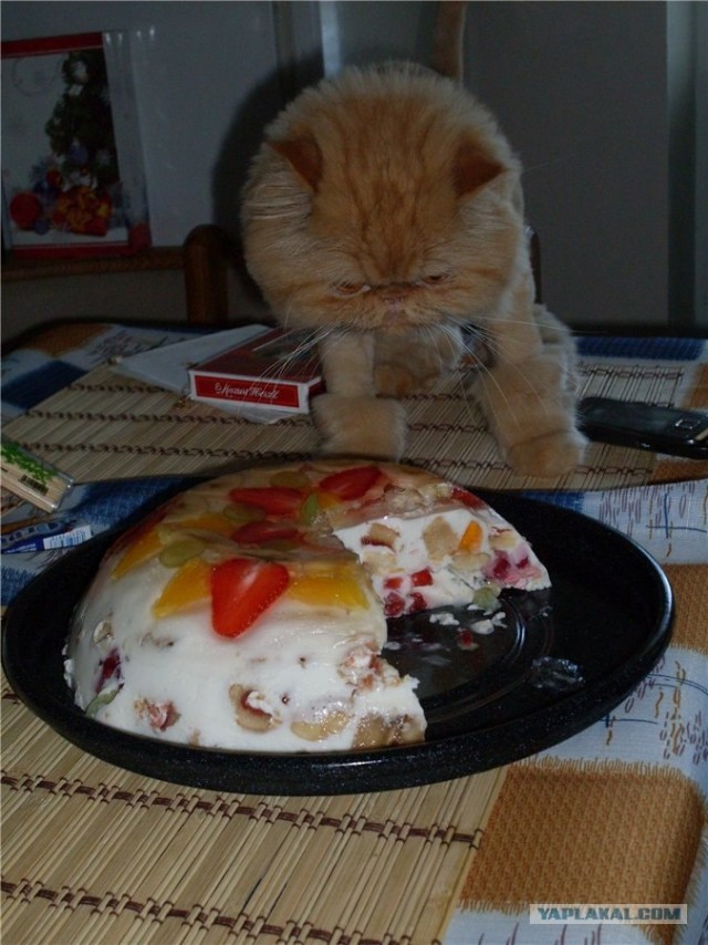 Котовторник (15.05.2012)