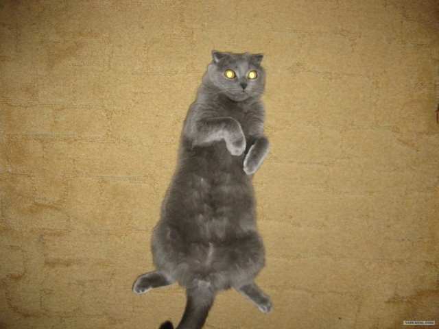 Котовторник 03 07 2012