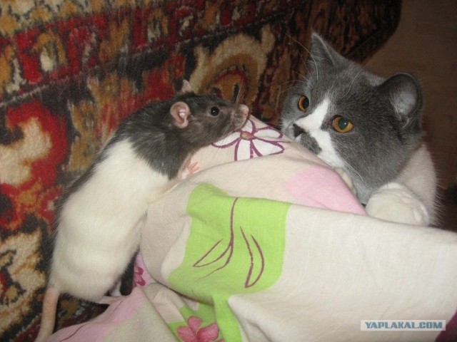 Котовторник  17.07.2012