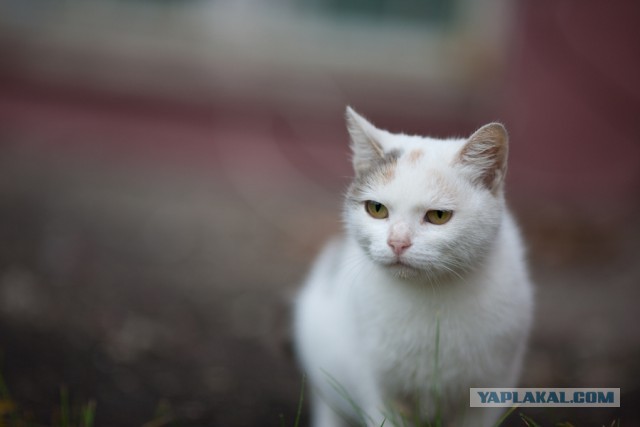 С Днём кошки!