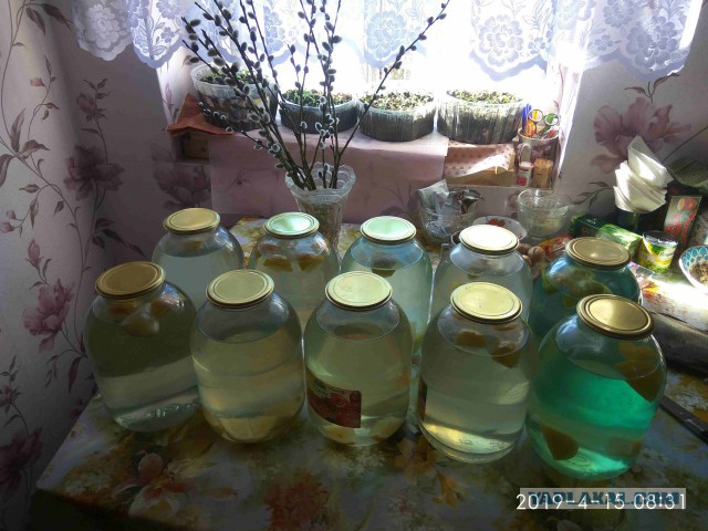 Сбор березового сока в лесах Татарии
