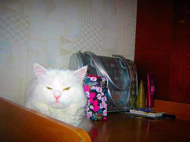 Подборка забавной живности