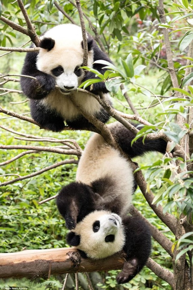 Панда: Почему они добрые и ленятся размножаться, ведь это противоречит всем законам природы