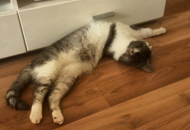 С котовторником!