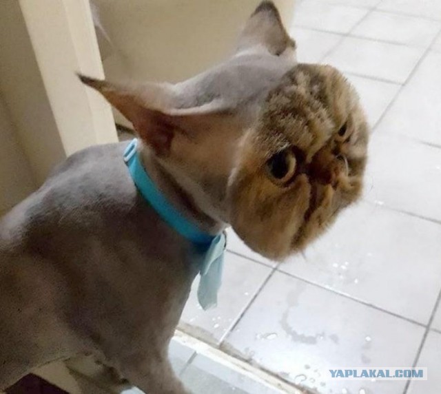 Девушка подстригла кошке шею, чтобы она стала красивее...