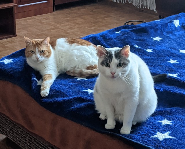 Котовторник 25.01.22