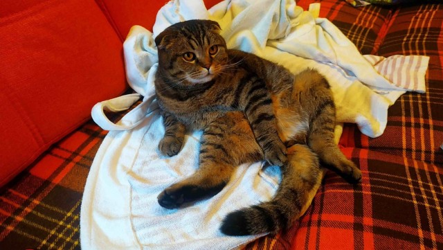 Котовторнику посвящается