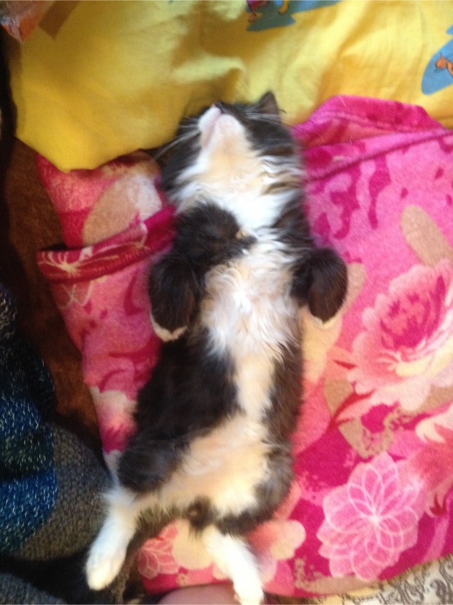 Котовторник 07.06.2022