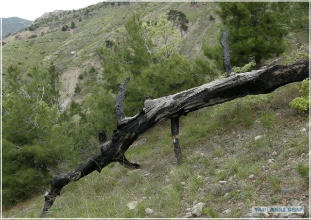 Крым. Мыс Ая. Деревья моря.