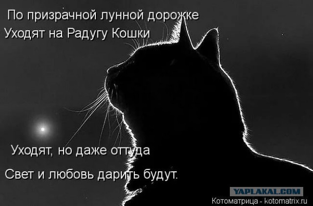 Моя Пушистик сегодня ушла на радугу...