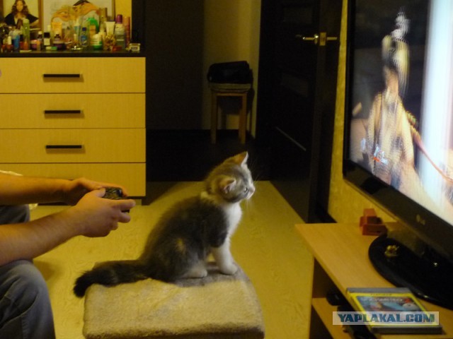 Котовторник 23.04.2013