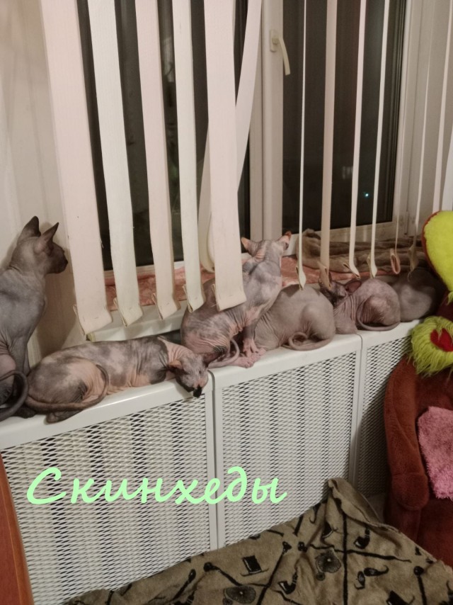 Жизнь домашнего приюта "Котоленд" 413