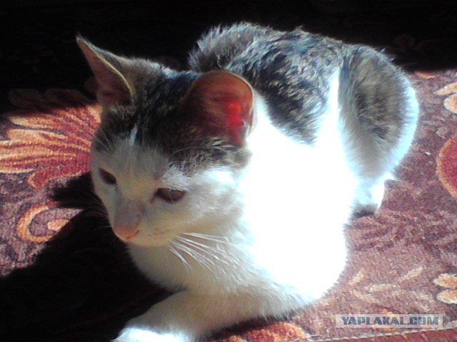 Котовторник 04.06.2013