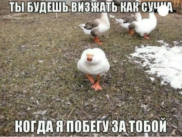 Цыпа-цыпа