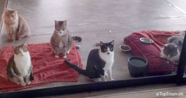 Котэ, совэ и все-все-все