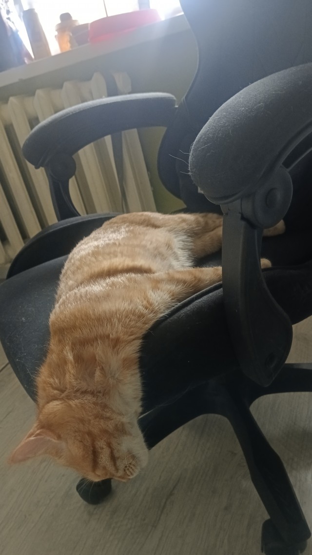 Совпало с котовторником.