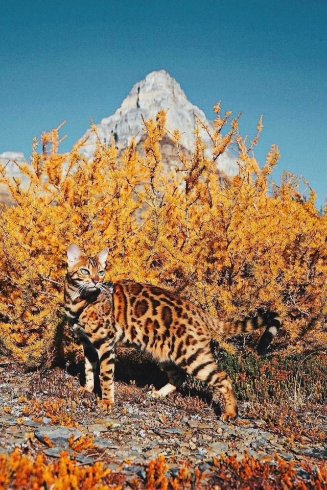 Осенний кот