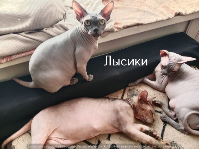 Жизнь домашнего приюта "Котоленд" 530