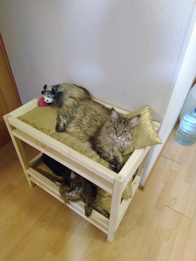 В защиту кошек породы Сфинкс канадский...