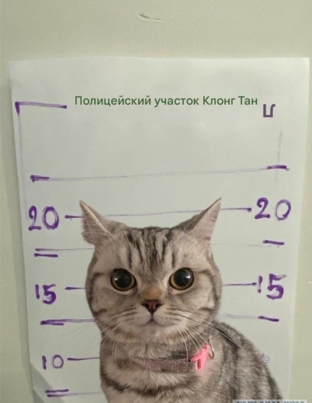 В Таиланде против кошки возбудили уголовное дело.