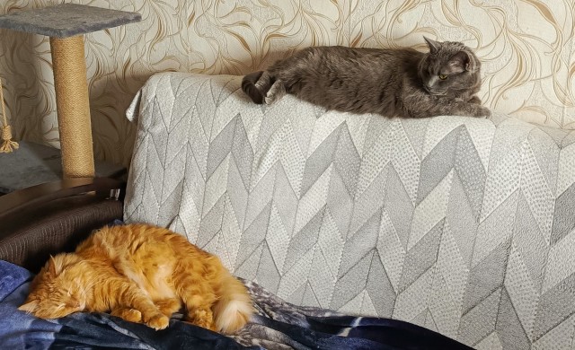 С котовторником!