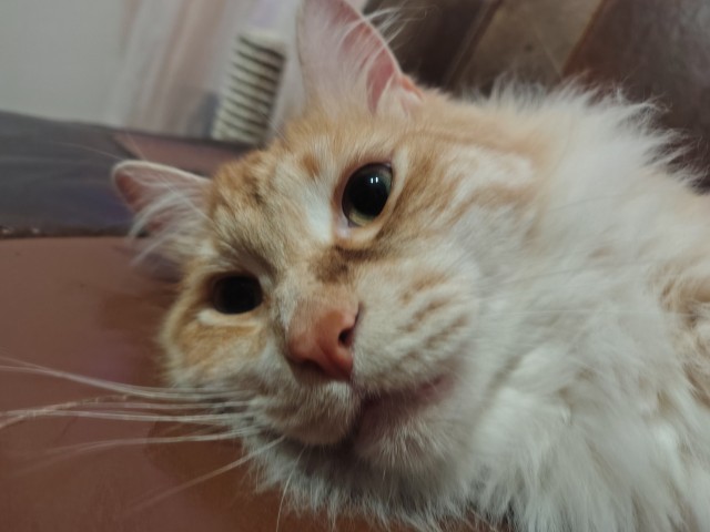 Фотки красивого кота.