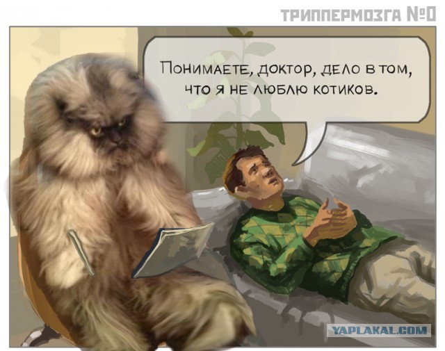 Все любят котиков!