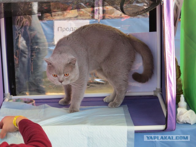 Котовторник 22.10.2013