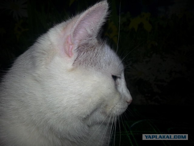 Котовторник   17.12.2013