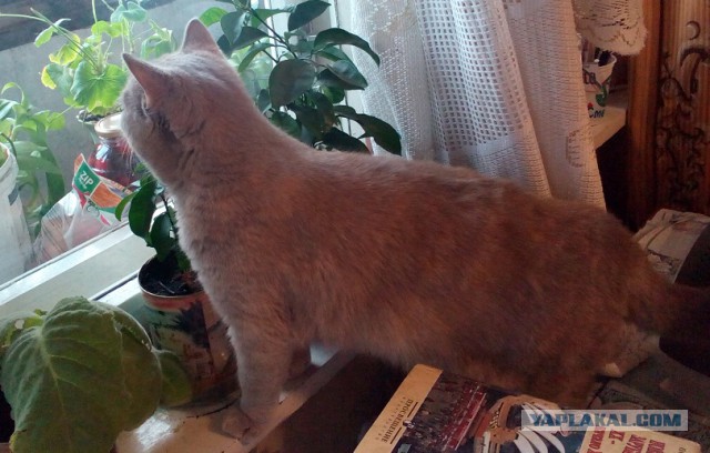 Котовторник 30.09.2014