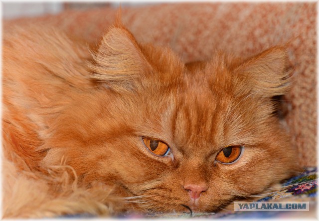 Котовторник 30.09.2014