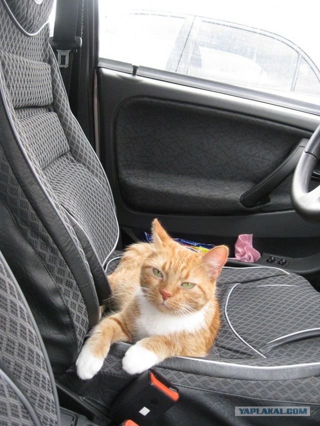 Котовторник