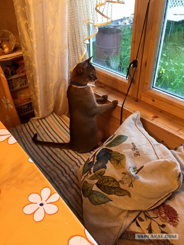 Котовторник 16.06.2015., Котовторник наступил!