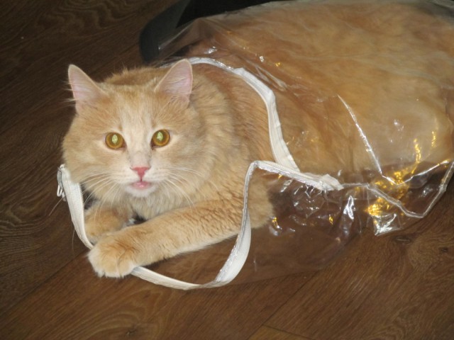 Котовторник наступил!:)