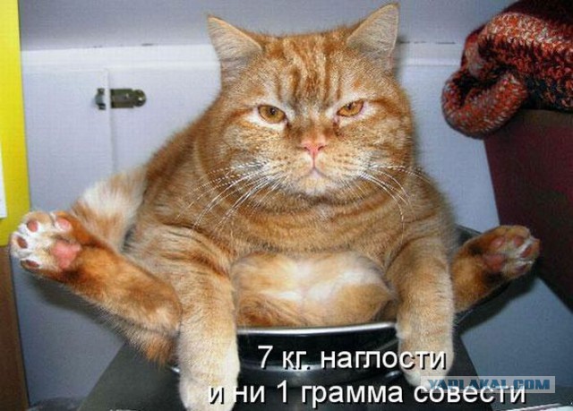 Коты? Не, - слоны!