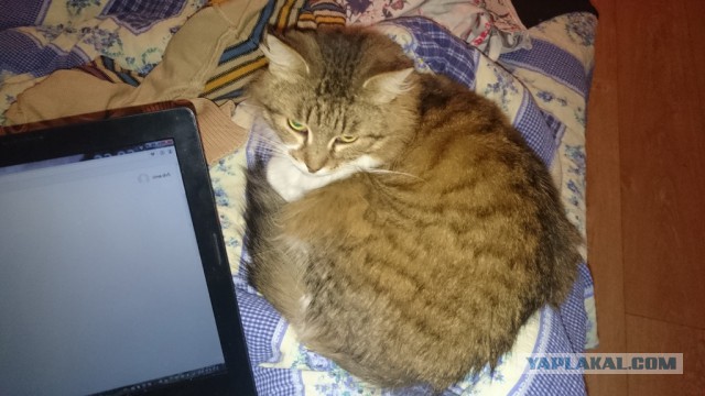 Пост невероятной кошачьей красоты. 25 фот.