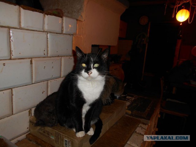 Жизнь домашнего приюта для котеек 95