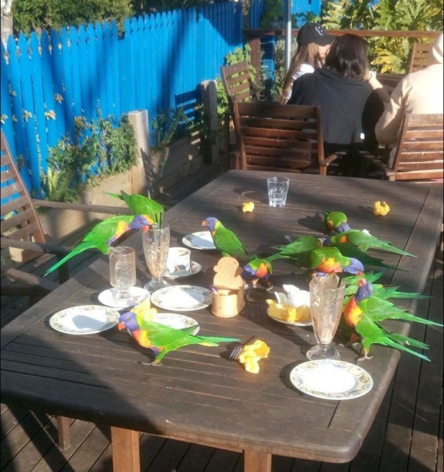 Как выглядят «голуби» в разных странах мира